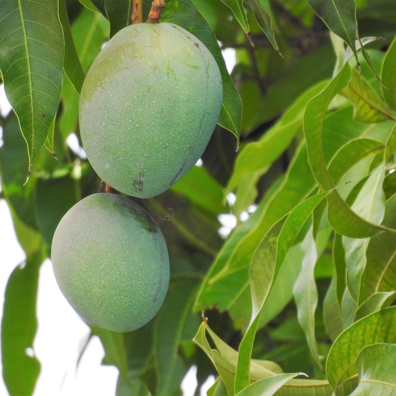 Mangoes